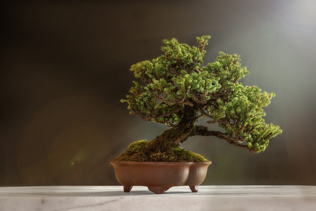 bonsai-6114252_1280
