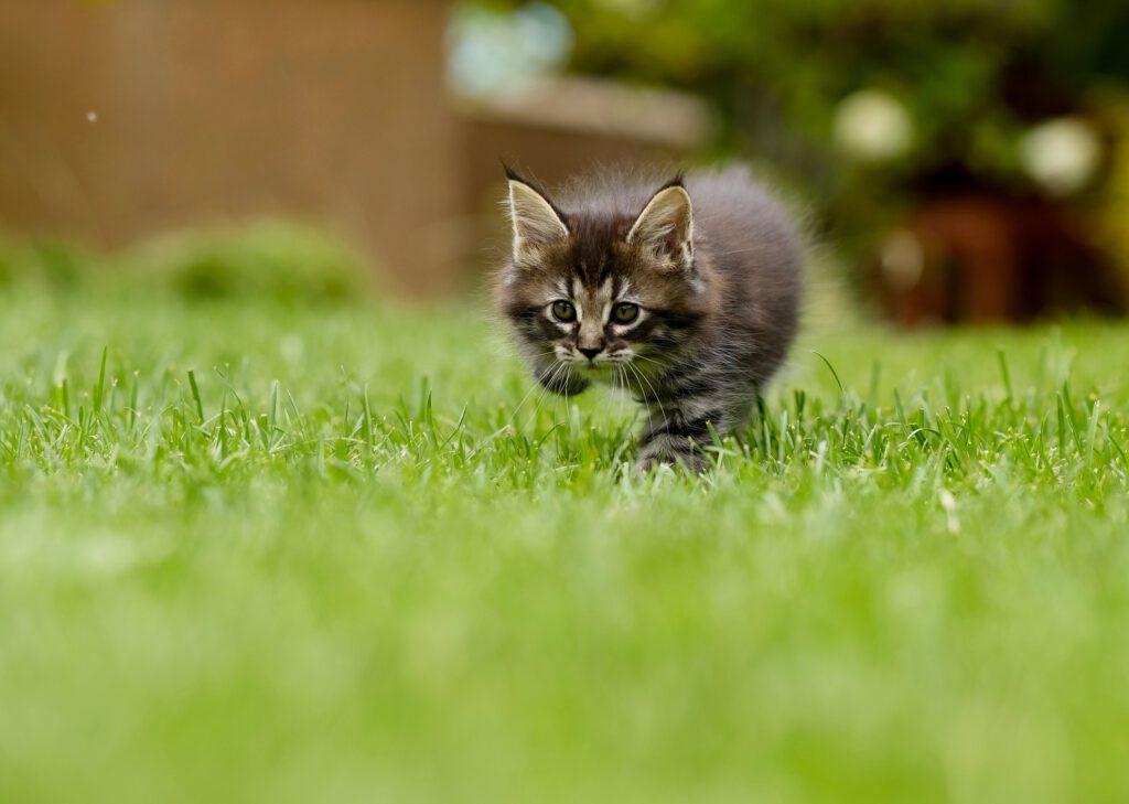 cat-4419763_1920