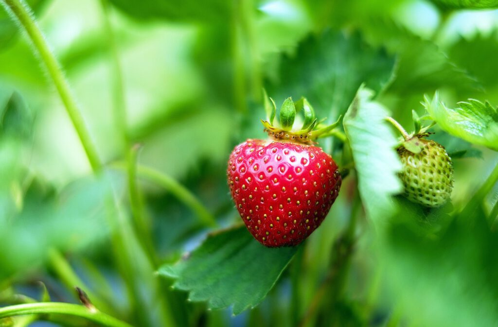 strawberries-1453352_1280